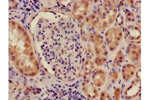 Immunohistochemistry of paraffin-embedded human kidney tissue using ABIN7156716 at dilution of 1:100 (ILF2 抗体  (AA 1-390))