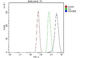 Flow Cytometry analysis of U87 cells using anti-Moesin/MSN antibody (ABIN7600379). (Moesin 抗体  (AA 184-568))