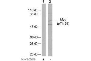 Image no. 2 for anti-Myc Proto-Oncogene protein (MYC) (pThr58) antibody (ABIN196672) (c-MYC 抗体  (pThr58))