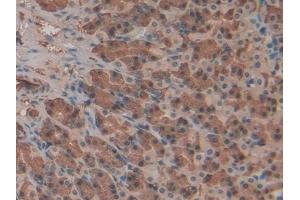 Detection of Hpt in Rat Stomach Tissue using Polyclonal Antibody to Haptoglobin (Hpt) (Haptoglobin 抗体  (AA 104-346))