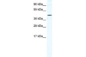 WB Suggested Anti-TTC19 Antibody Titration:  1. (TTC19 抗体  (N-Term))