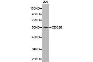 Western Blotting (WB) image for anti-Cell Division Cycle 20 Homolog (S. Cerevisiae) (CDC20) antibody (ABIN1871671) (CDC20 抗体)