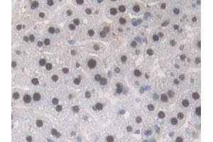 Detection of TALDO1 in Mouse Liver Tissue using Polyclonal Antibody to Transaldolase (TALDO1) (TALDO1 抗体  (AA 35-285))
