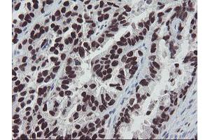Image no. 2 for anti-Meis Homeobox 3 (MEIS3) (AA 1-261) antibody (ABIN1490670) (MEIS3 抗体  (AA 1-261))