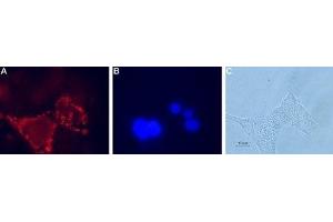 Immunocytochemistry (ICC) image for anti-Glucagon-Like Peptide 1 Receptor (GLP1R) (AA 288-301), (Extracellular) antibody (ABIN7043219)