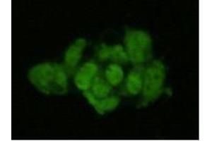 Immunocytochemistry (ICC) image for anti-Geminin, DNA Replication Inhibitor (GMNN) antibody (ABIN1112893) (Geminin 抗体)