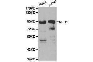 Western Blotting (WB) image for anti-MutL Homolog 1 (MLH1) antibody (ABIN1873703) (MLH1 抗体)