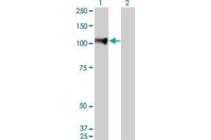 Western Blot analysis of NELL1 expression in transfected 293T cell line by NELL1 monoclonal antibody (M01), clone 6A8. (NELL1 抗体  (AA 304-403))