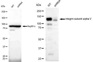 Western blotting analysis using integrin subunit alpha V antibody (ABIN7799062).