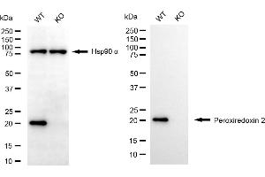 Western blotting analysis using peroxiredoxin 2 antibody (ABIN7799777).