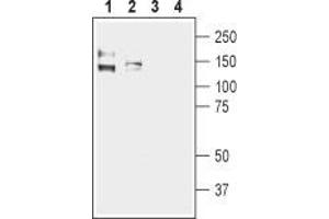 Western blot analysis of human Colo205 colon adenocarcinoma (lanes 1 and 3) and human Caco-2 colon adenocarcinoma cell lysates (lanes 2 and 4): - 1,2. (KCNMA1 抗体  (C-Term, Intracellular))