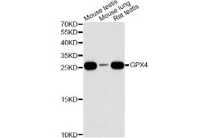 Western blot analysis of extracts of various cell lines, using GPX4 antibody (ABIN6294188) at 1:1000 dilution. (GPX4 抗体)