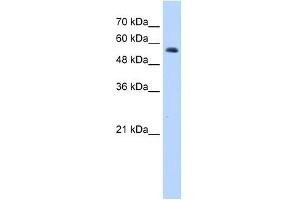 Western Blot showing RNF8 antibody used at a concentration of 1.