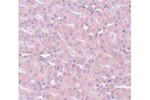 Immunohistochemical staining of mouse kidney tissue with 5 ug/mL FRMPD2 polyclonal antibody . (FRMPD2 抗体  (N-Term))