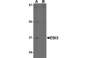 Western blot analysis of EBI3 in K562 lysate with AP30306PU-N EBI3 antibody at 1 μg/ml in (A) the absence and (B) the presence of blocking peptide.