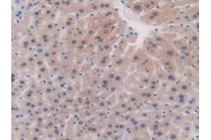 IHC-P analysis of Mouse Liver Tissue, with DAB staining. (Fibrillin 1 抗体  (AA 957-1143))