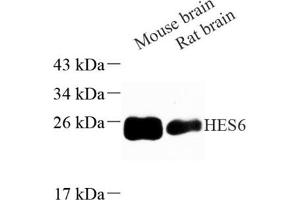 Western blot analysis of HES6 (ABIN7074161) at dilution of 1: 500 (HES6 抗体)