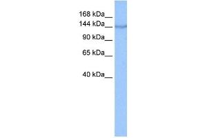 COPA antibody used at 0. (COPA 抗体  (N-Term))