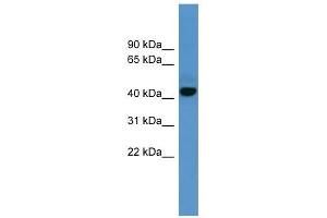 ADORA1 antibody used at 0. (ADORA1 抗体  (C-Term))
