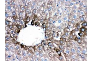 IHC testing of FFPE mouse liver with CYP1A2 antibody. (CYP1A2 抗体  (AA 185-320))