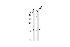 Western blot analysis of lysates from HT-29 cell line, mouse brain tissue lysate (from left to right), using TME Antibody (N-term) (ABIN6244197 and ABIN6577826). (TMEM160 抗体  (N-Term))