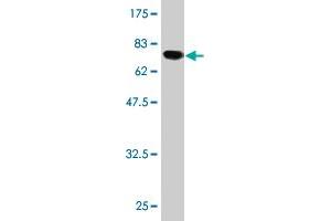 Western Blotting (WB) image for anti-Activating Transcription Factor 4 (Tax-Responsive Enhancer Element B67) (ATF4) (AA 1-351) antibody (ABIN513572)