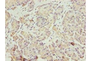 Immunohistochemistry of paraffin-embedded human pancreatic tissue using ABIN7152004 at dilution of 1:100 (ERO1LB 抗体  (AA 101-400))