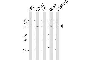 All lanes : Anti-YY1 Antibody (N-term) at 1:2000 dilution Lane 1: 293 whole cell lysate Lane 2: C2C12 whole cell lysate Lane 3: C6 whole cell lysate Lane 4: Daudi whole cell lysate Lane 5: U-251 MG whole cell lysate Lysates/proteins at 20 μg per lane. (YY1 抗体  (N-Term))