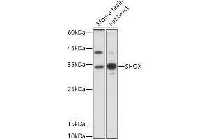 Western blot analysis of extracts of various cell lines, using SHOX antibody (ABIN7270286) at 1:1000 dilution. (SHOX 抗体)