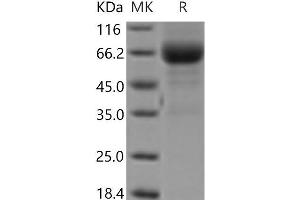 Western Blotting (WB) image for Lymphotoxin beta Receptor (TNFR Superfamily, Member 3) (LTBR) protein (Fc Tag) (ABIN7321203)