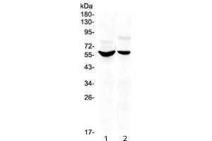 Western blot testing of human 1) HeLa and 2) HepG2 cell lysate with KPNA2 antibody at 0. (KPNA2 抗体  (AA 2-46))