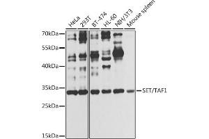 Western blot analysis of extracts of various cell lines, using SET/T antibody (ABIN6131351, ABIN6147629, ABIN6147632 and ABIN6216153) at 1:1000 dilution. (SET/TAF-I 抗体  (AA 146-277))
