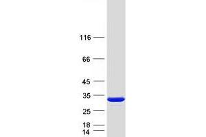 Western Blotting (WB) image for phosphoribosyl Transferase Domain Containing 1 (PRTFDC1) protein (Myc-DYKDDDDK Tag) (ABIN2729866)