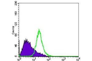 FC analysis of PC-3 cells using anti-NKX3A antibody (green) and negative control (purple). (NKX3-1 抗体)