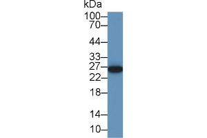 Detection of NR0B2 in Porcine Kidney lysate using Polyclonal Antibody to Nuclear Receptor Subfamily 0,Group B,Member 2 (NR0B2) (NR0B2 抗体  (AA 1-257))