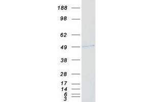 Western Blotting (WB) image for Ring Finger Protein 1 (RING1) protein (Myc-DYKDDDDK Tag) (ABIN2730932)