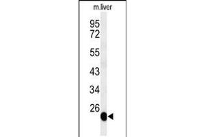 Western blot analysis of BSND Antibody in mouse liver tissue lysates (35ug/lane) (BSND 抗体  (C-Term))