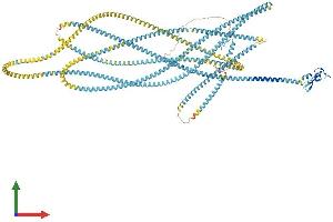 AlphaFold protein structure predicition of Mouse Recombinant Eea1 Protein, UniprotID Q8BL66 (EEA1 Protein (AA 1-1411) (His tag))