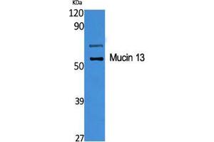 Western Blot (WB) analysis of specific cells using Mucin 13 Polyclonal Antibody. (MUC13 抗体  (C-Term))