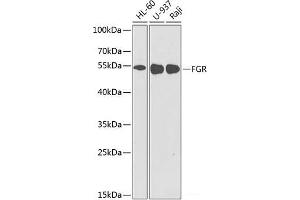 Western blot analysis of extracts of various cell lines using FGR Polyclonal Antibody at dilution of 1:1000. (Fgr 抗体)