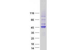 Western Blotting (WB) image for HAUS Augmin-Like Complex, Subunit 4 (HAUS4) protein (Myc-DYKDDDDK Tag) (ABIN2722444)