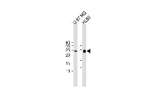 All lanes : Anti-Bcl-w Antibody (BH3 Domain Specific) at 1:1000 dilution Lane 1: U-87 MG whole cell lysate Lane 2: HL-60 whole cell lysate Lysates/proteins at 20 μg per lane. (BCL2L2 抗体  (AA 24-59))