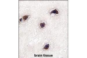 Formalin-fixed and paraffin-embedded human brain tissue reacted with CABP1 antibody (C-term) (ABIN391850 and ABIN2841684) , which was peroxidase-conjugated to the secondary antibody, followed by DAB staining. (CABP1 抗体  (C-Term))