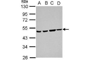 WB Image Sample (30 ug of whole cell lysate) A: 293T B: A431 C: HeLa D: HepG2 10% SDS PAGE antibody diluted at 1:1000 (Ataxin 10 抗体)