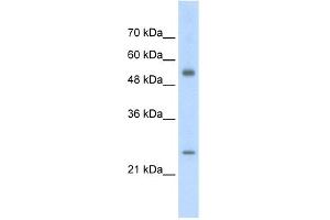 WB Suggested Anti-AK3L1 Antibody Titration:  2. (AK4 抗体  (Middle Region))