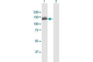 Western Blot analysis of OSBPL5 expression in transfected 293T cell line by OSBPL5 MaxPab polyclonal antibody.