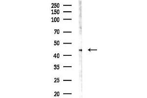 Western blot analysis of lysates from PC12 cells(LPS 4h treatment), using ARP-1 Antibody at 1/1000 dilution.