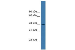 WB Suggested Anti-LTB4R Antibody Titration:  0. (Leukotriene B4 Receptor/BLT 抗体  (C-Term))