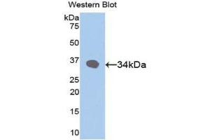 Western Blotting (WB) image for anti-Retinol Binding Protein 3, Interstitial (RBP3) (AA 19-320) antibody (ABIN1078479) (RBP3 抗体  (AA 19-320))