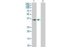 Western Blot analysis of UROD expression in transfected 293T cell line by UROD MaxPab polyclonal antibody. (UROD 抗体  (AA 1-367))